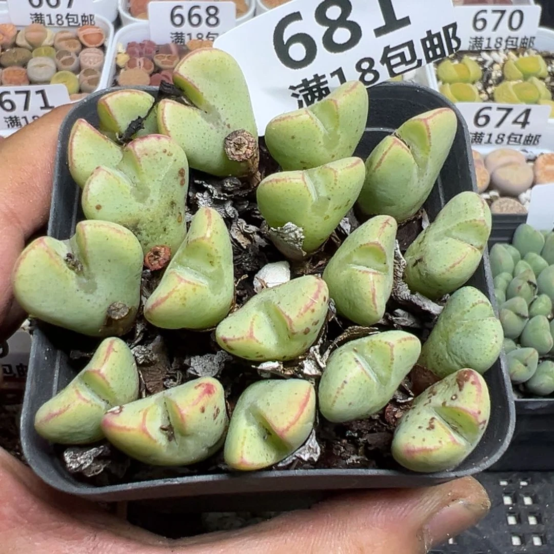 【闪购商品】 681。