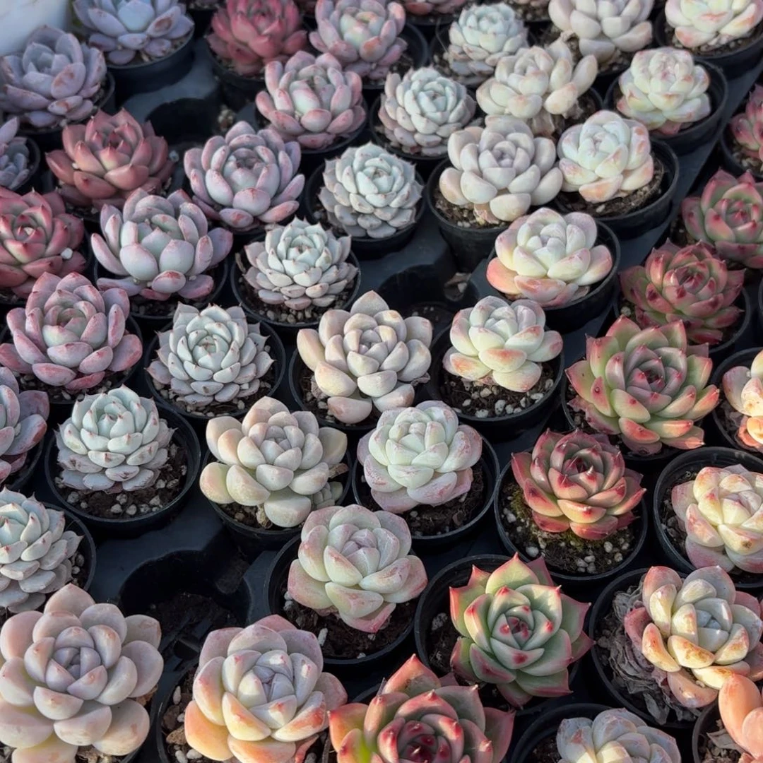 多肉杂交5㎝盆6颗一组随机