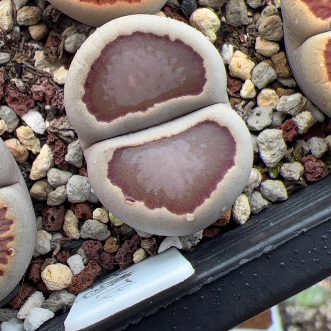 037号菊饼干 多肉植物