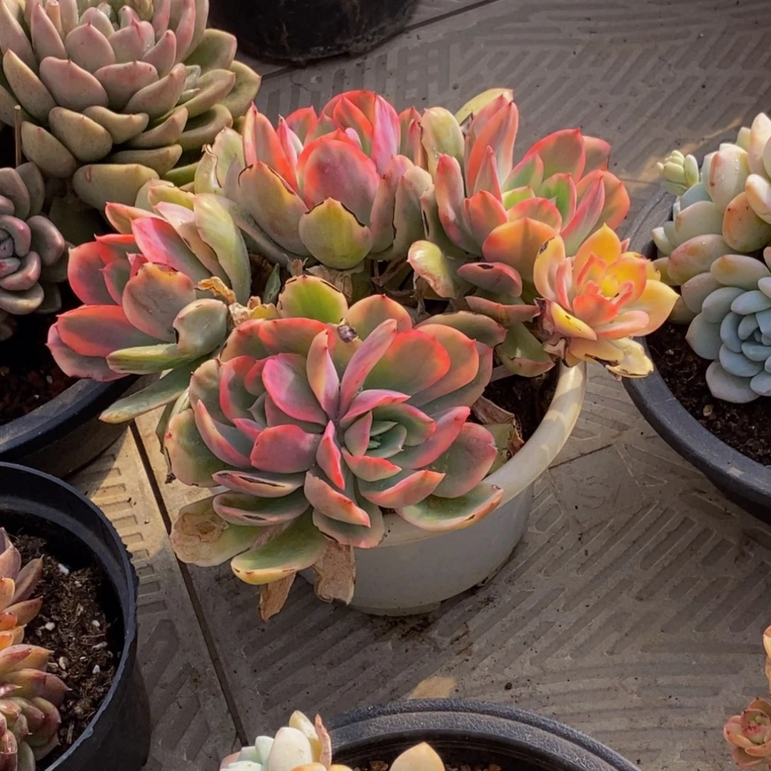 @**皮48包邮一物一拍多肉植物