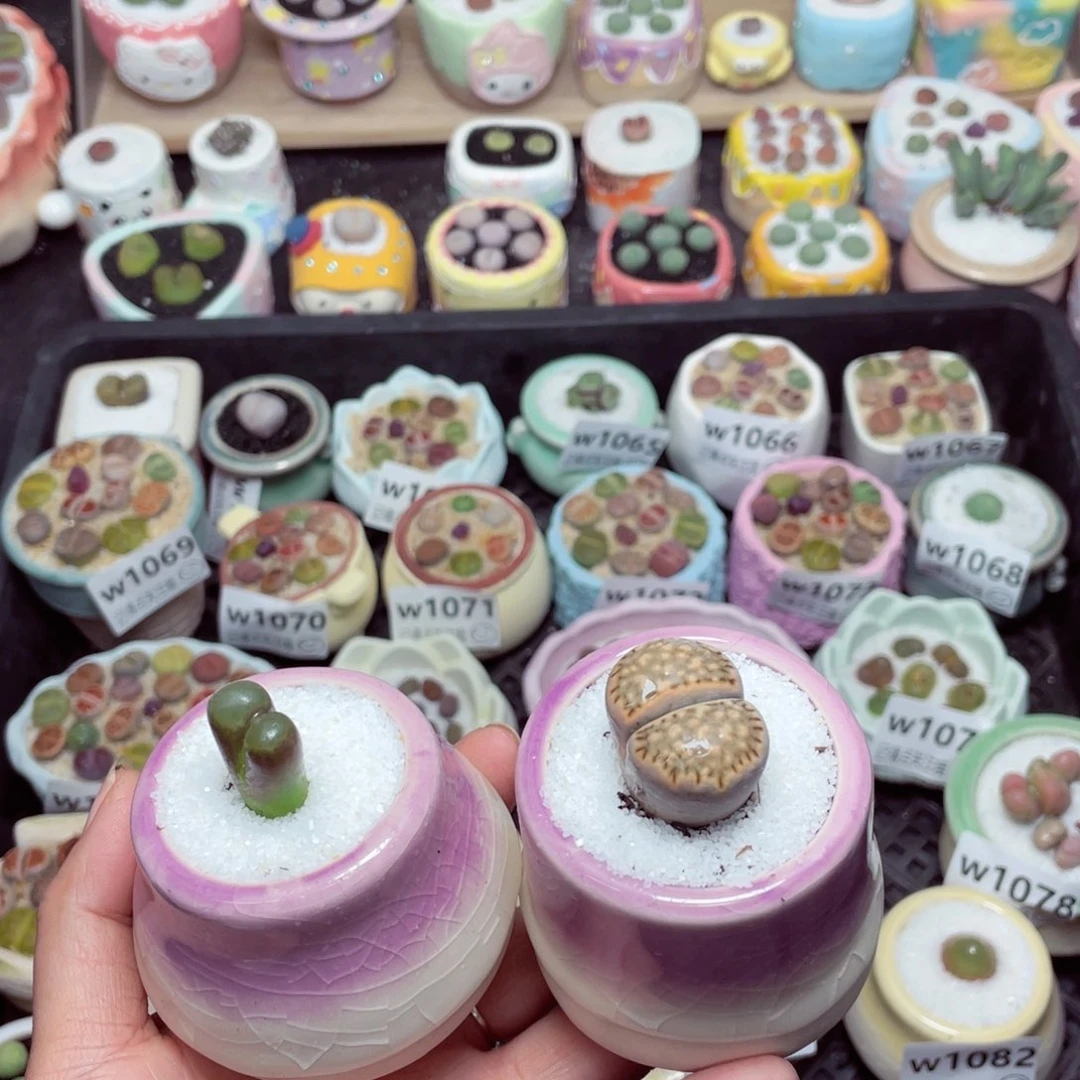 w1086 -零下地区拍保温箱-15支持寄养