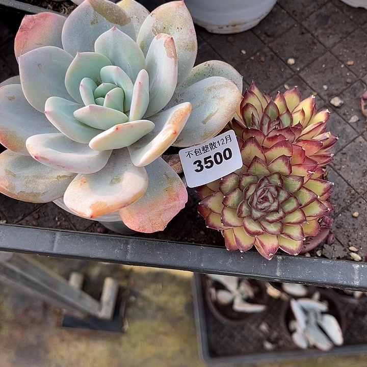 阿雅园艺。        3500两颗