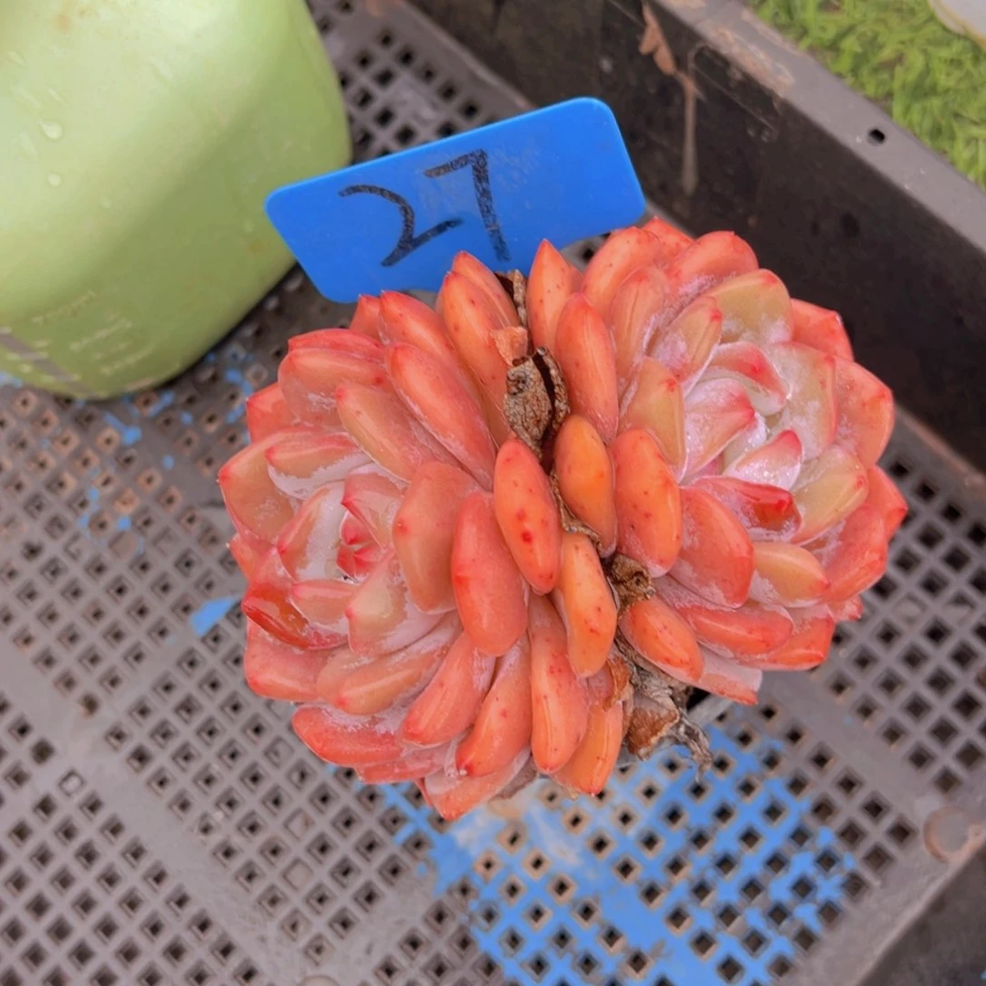 福利来了来了来了来啦