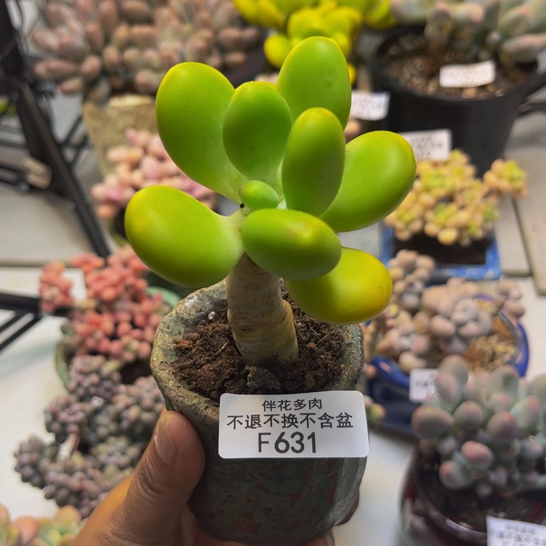 金蟾631/6cm多肉
