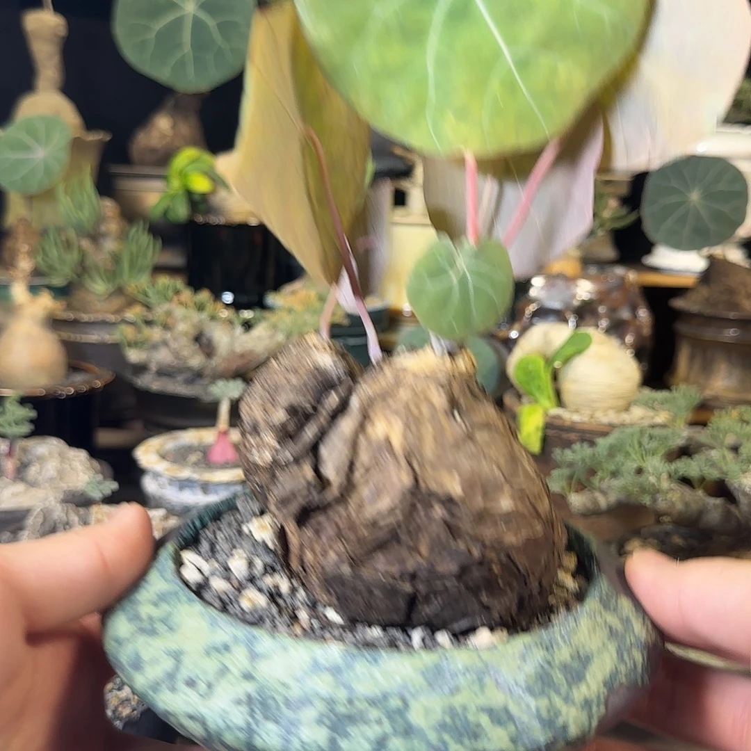 一物一拍老家一叶龟520