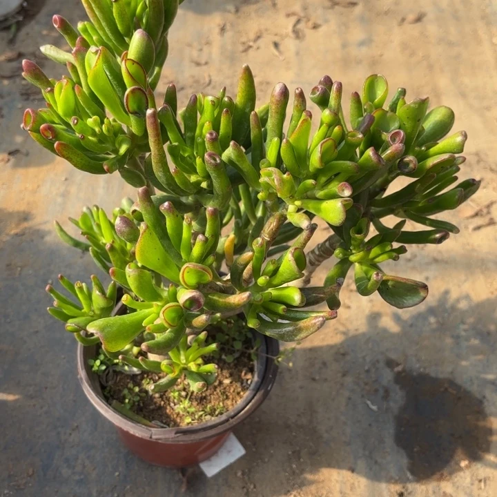 吸财树多肉法师2356