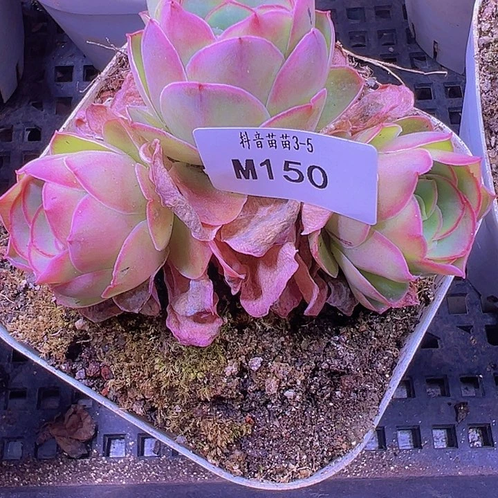 山地玫瑰多肉植物150