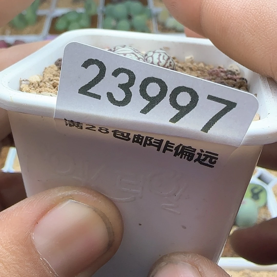 1**4脱土年后发货23997