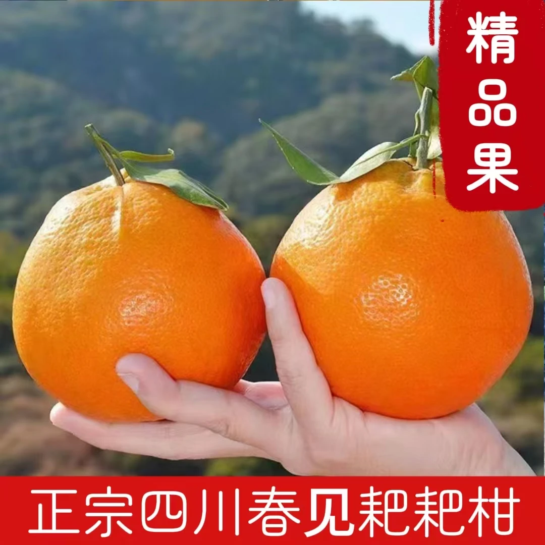 新奇特【精品果】正宗四川春见耙耙柑新鲜采摘清甜多汁一口爆汁