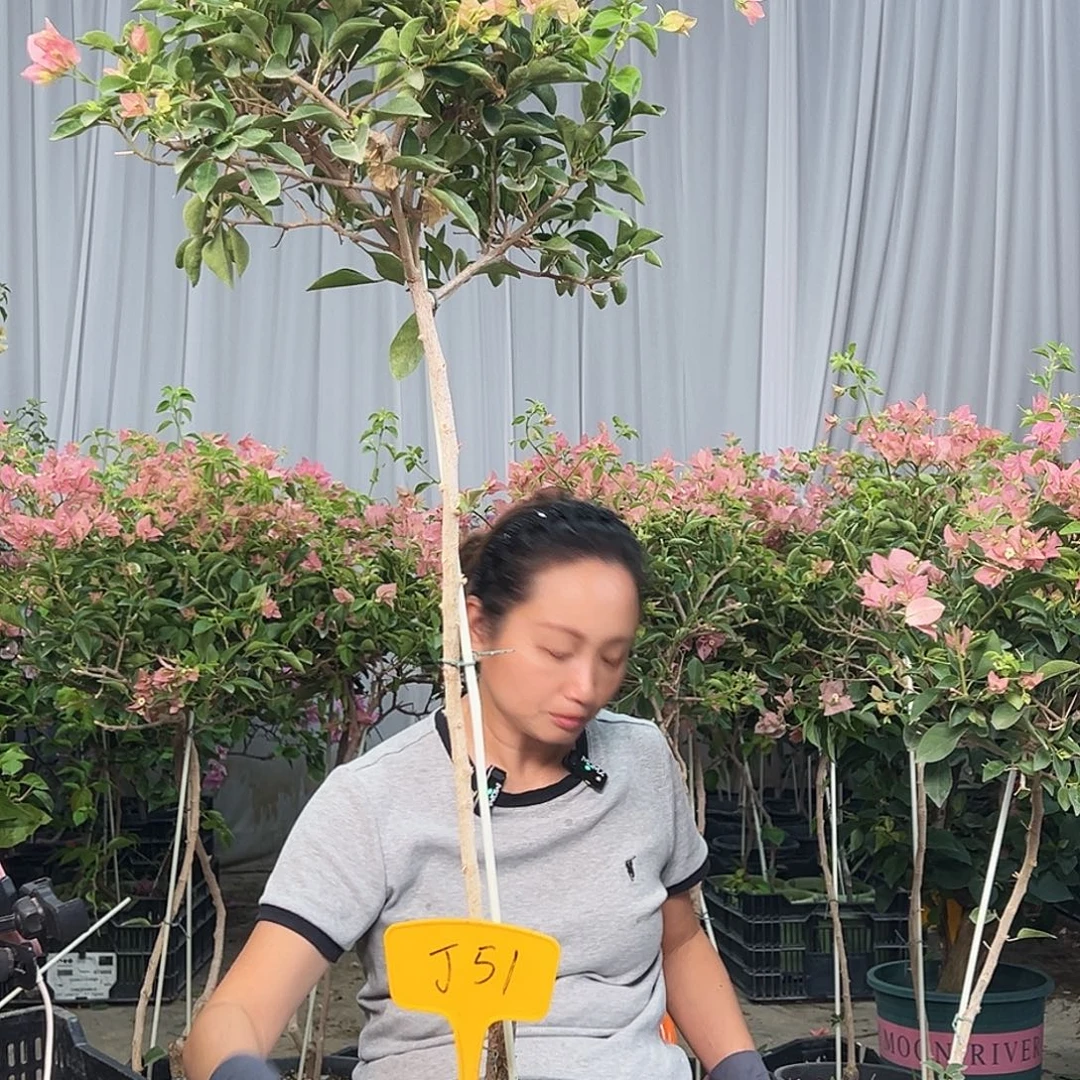 善***子当前无花栽培后可以开花J51卡亚塔