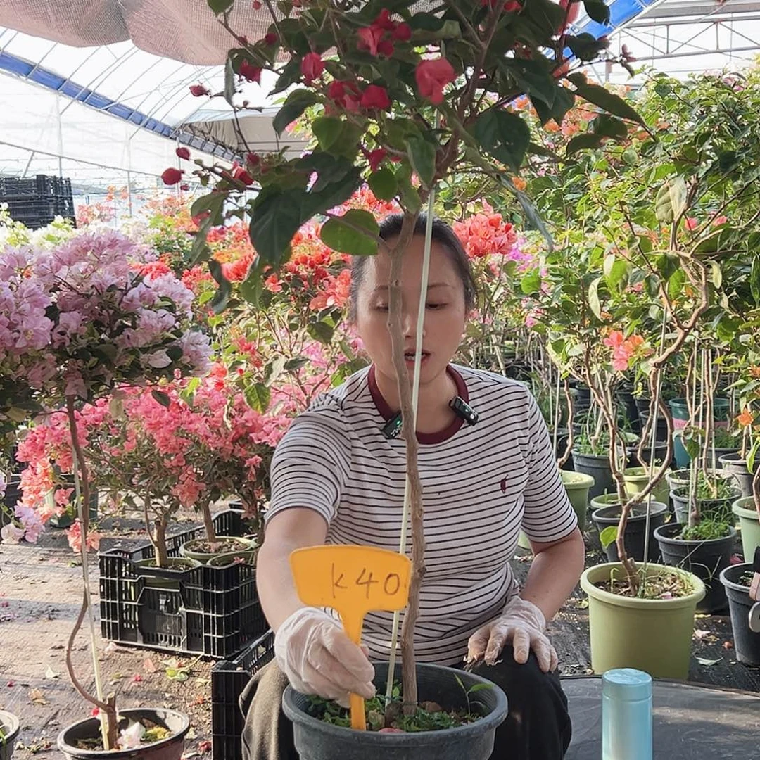 ****-大部分花苞少量开放K40不甜西瓜