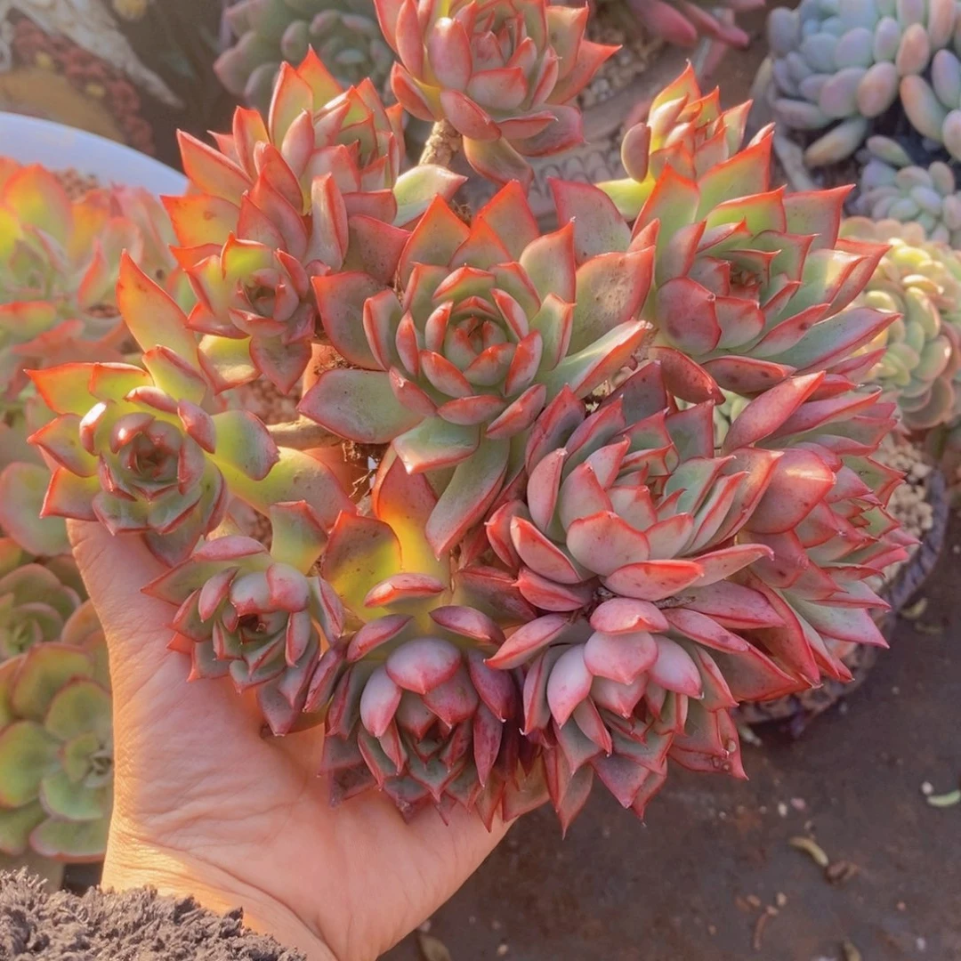 自由女神多肉植物