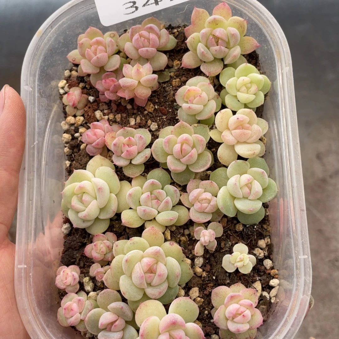 云糖心多肉植物347