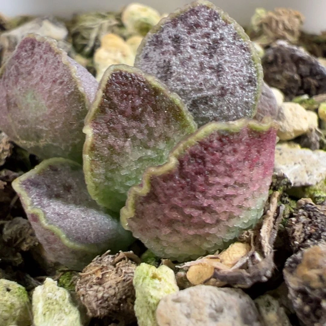 无花朵实生新品多肉植物水泡多肉植物