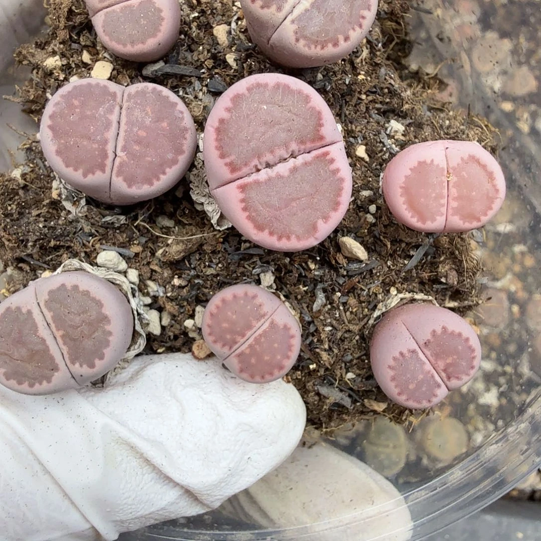 等哈打电话嘛哈哈啊点你027