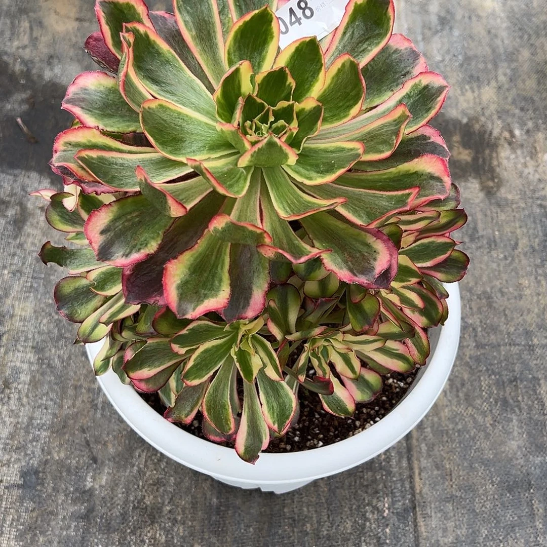 048魅影多肉植物法师