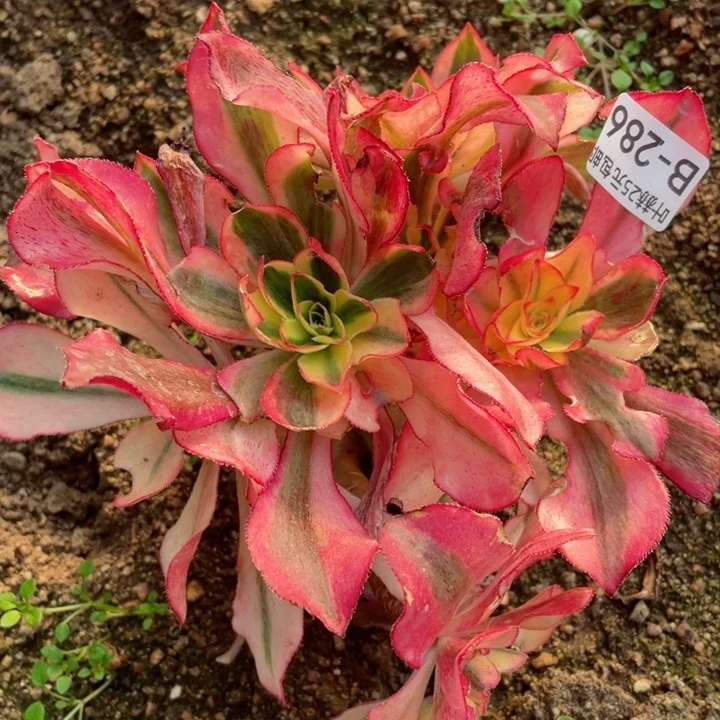 286魅影有砍多肉根少多破少12345678