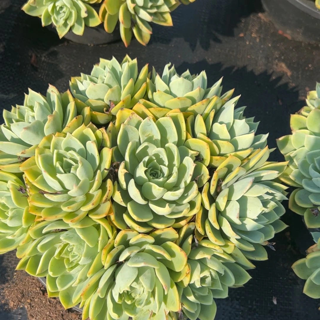 三色堇手捧老桩，230杯