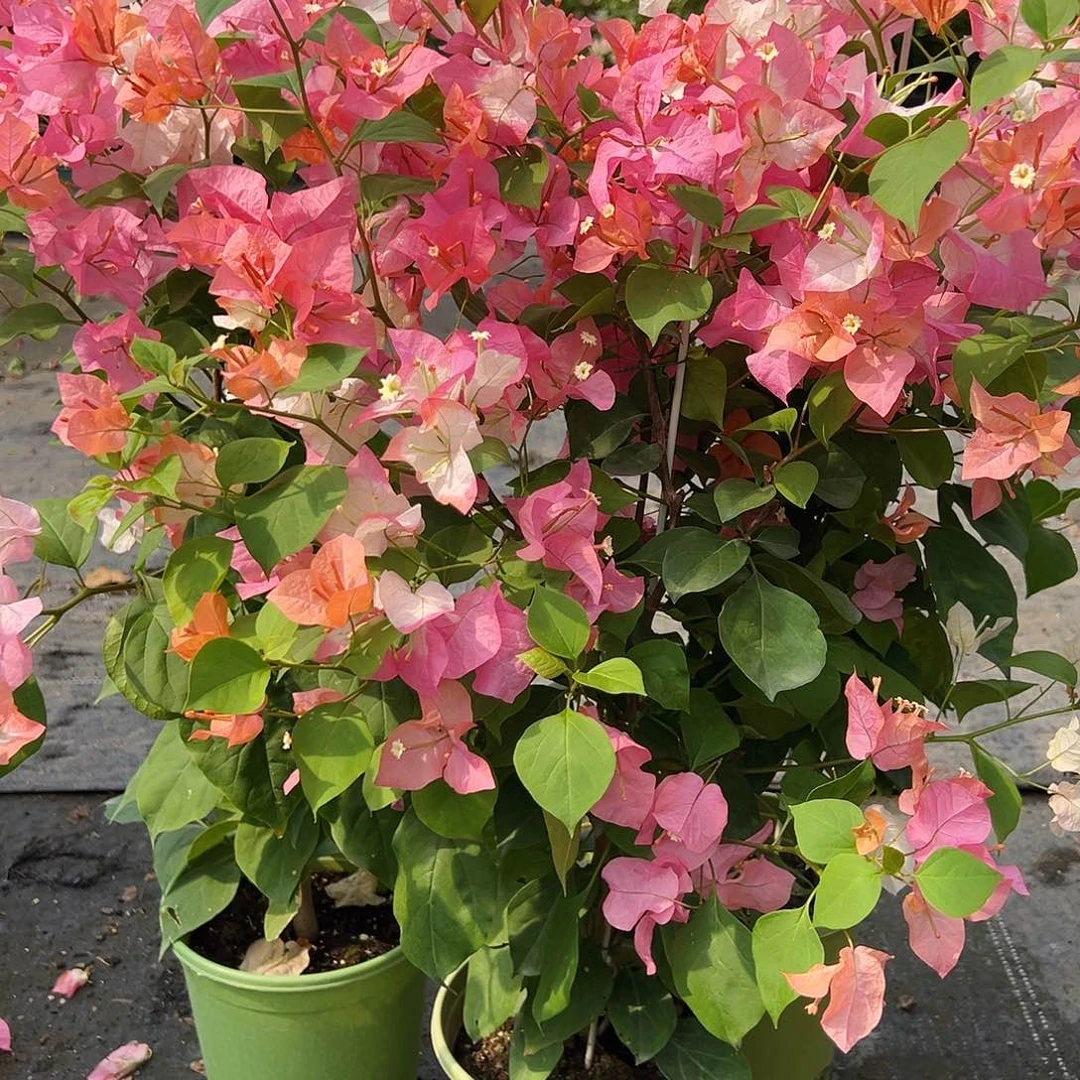 完全开放橙口红带竹一棵49.9