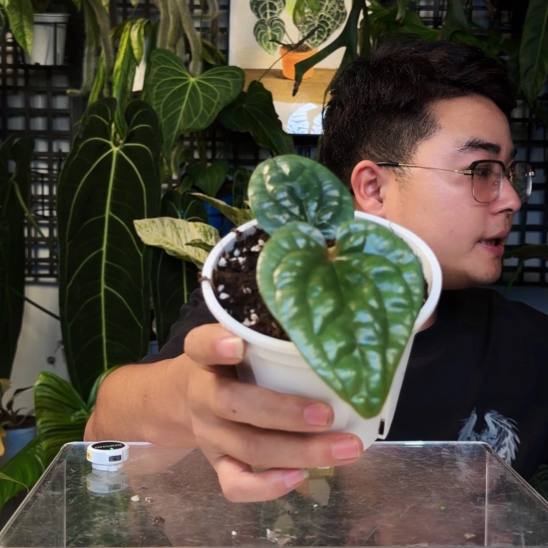不开花植物E33奢华