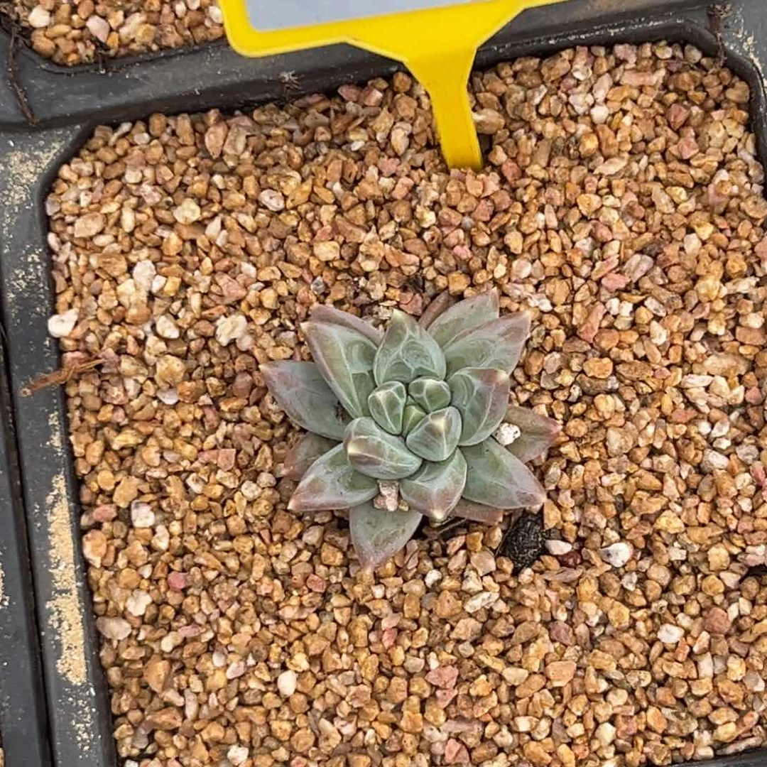 孤****多肉植物雪黛莉个体977
