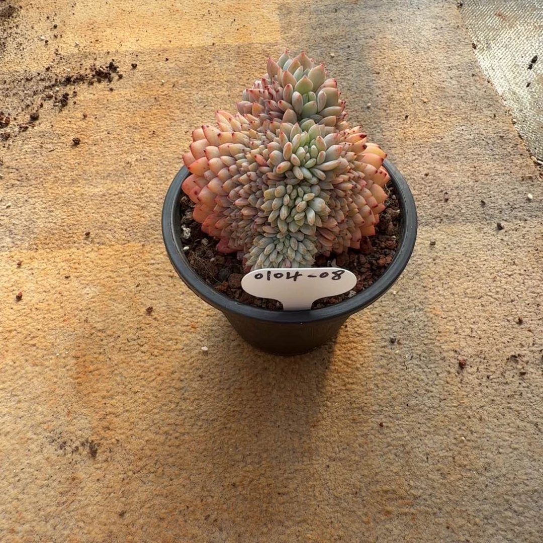 阳***烈0104-08星星橙朵朵缀一颗