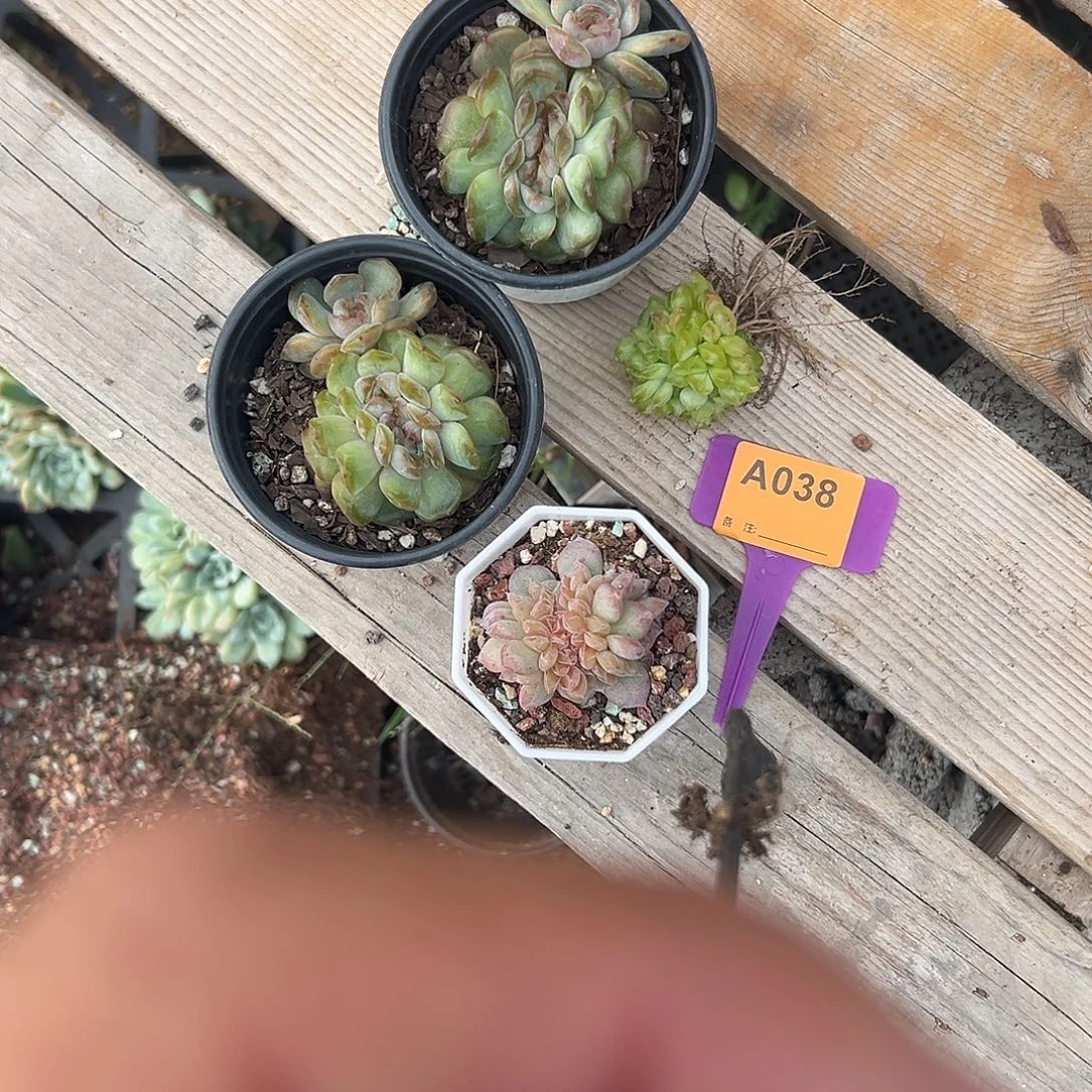 ****条多肉植物一物一拍