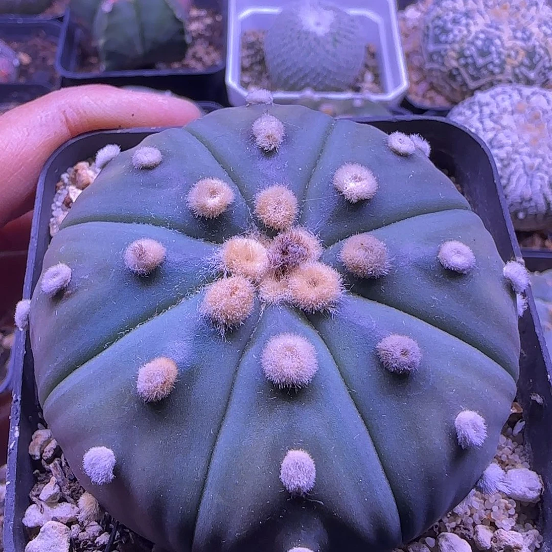 兜6.2一物一拍…………