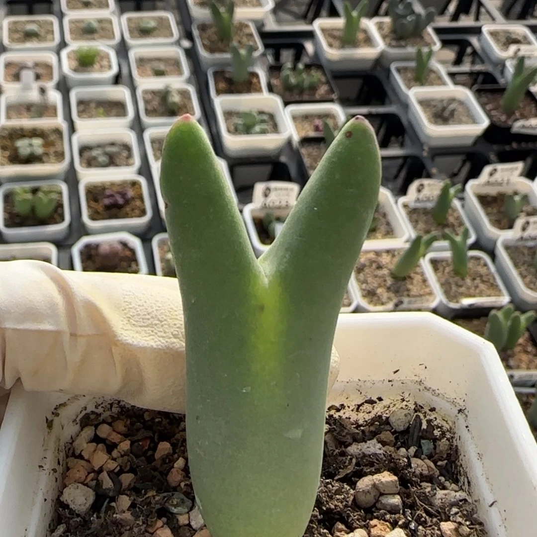 052当天满38包邮清货长耳朵皮卡丘脱土