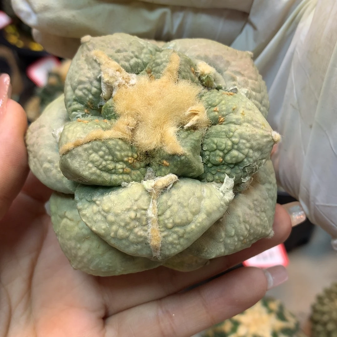 43号 出根芽蓝白肌龟甲连山 7.7公分