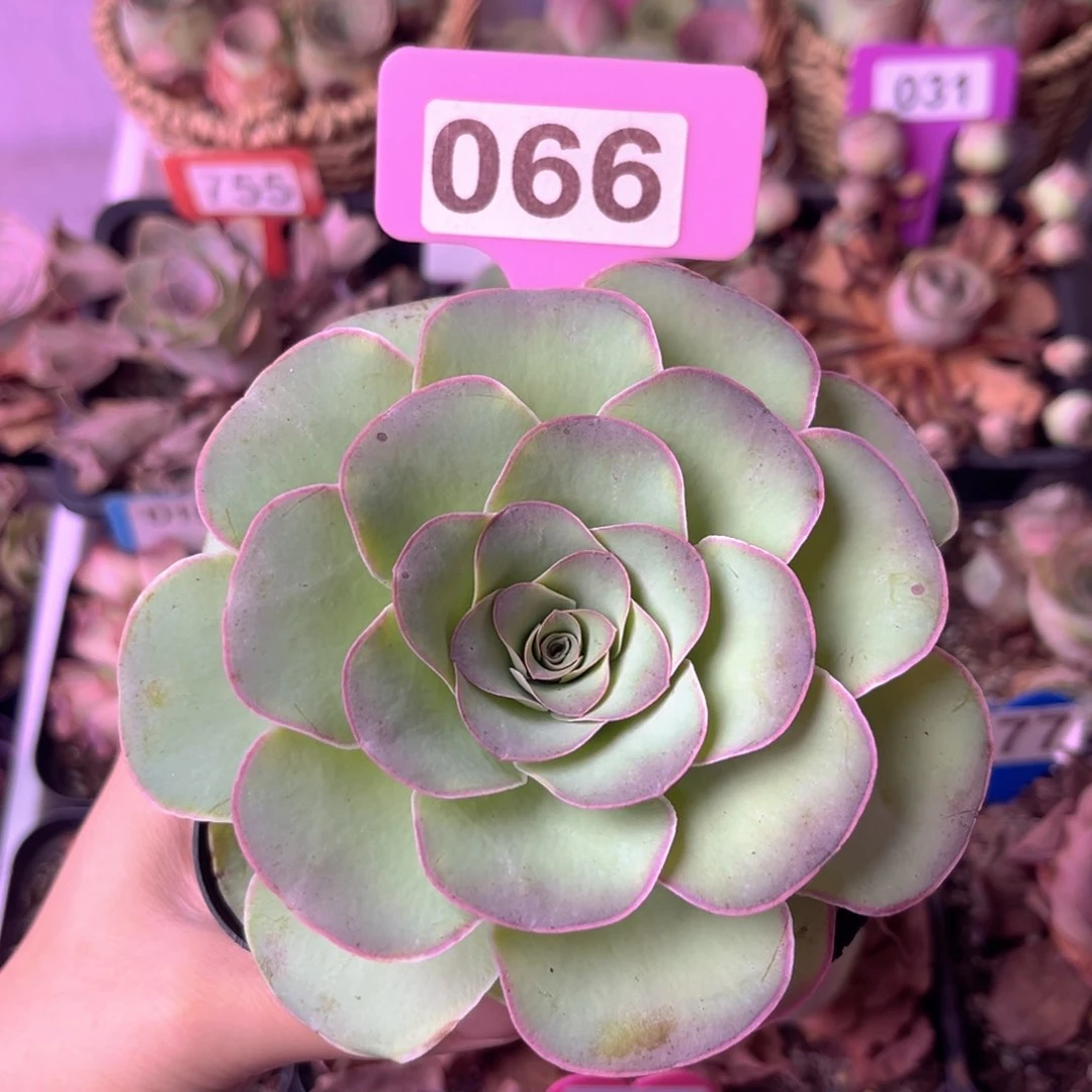 生长期山地玫瑰066