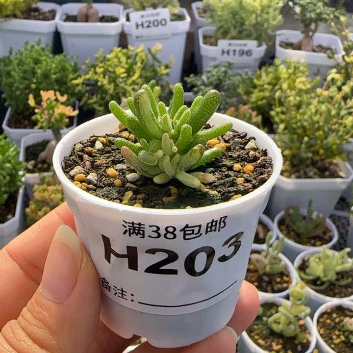多肉植物枝干阴阳米粒锦
