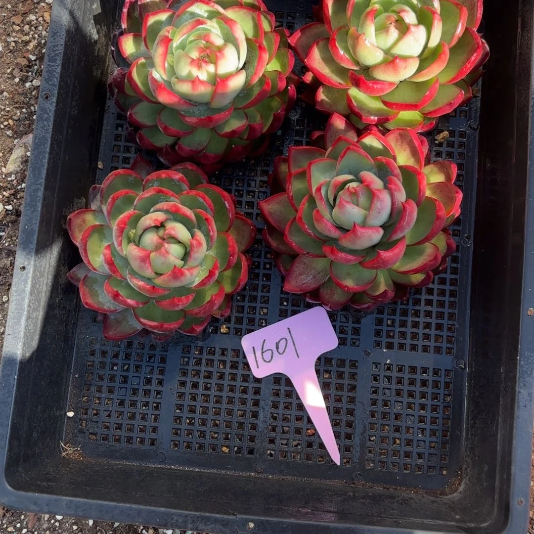 惊鸿仙子1601号4个