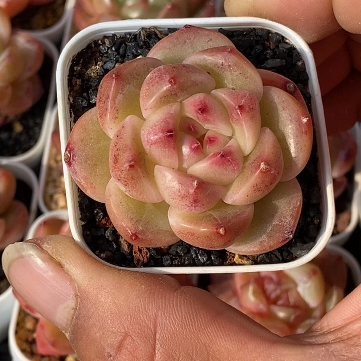 天官赐福百无禁忌