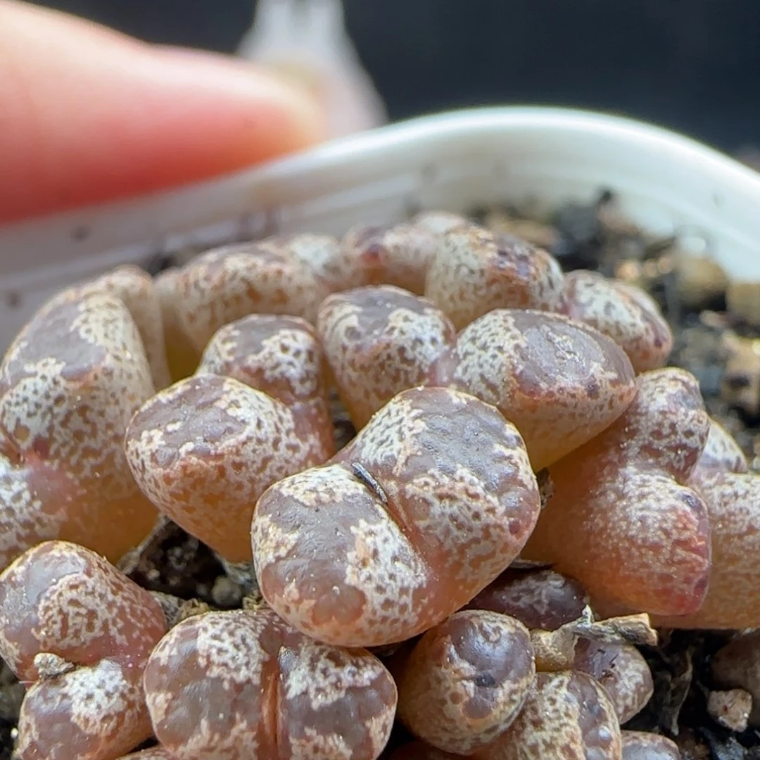 2.13.26/超蝶勋章