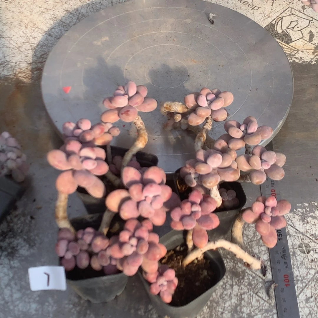 周***周桃蛋有一颗有一处瑕疵7号