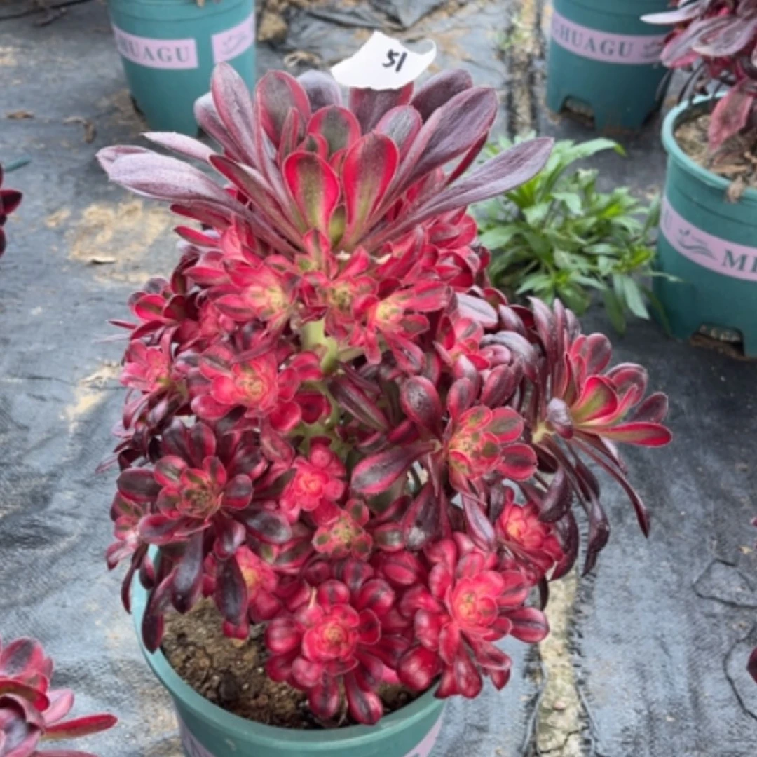 【闪购商品】51香奈儿多肉法师