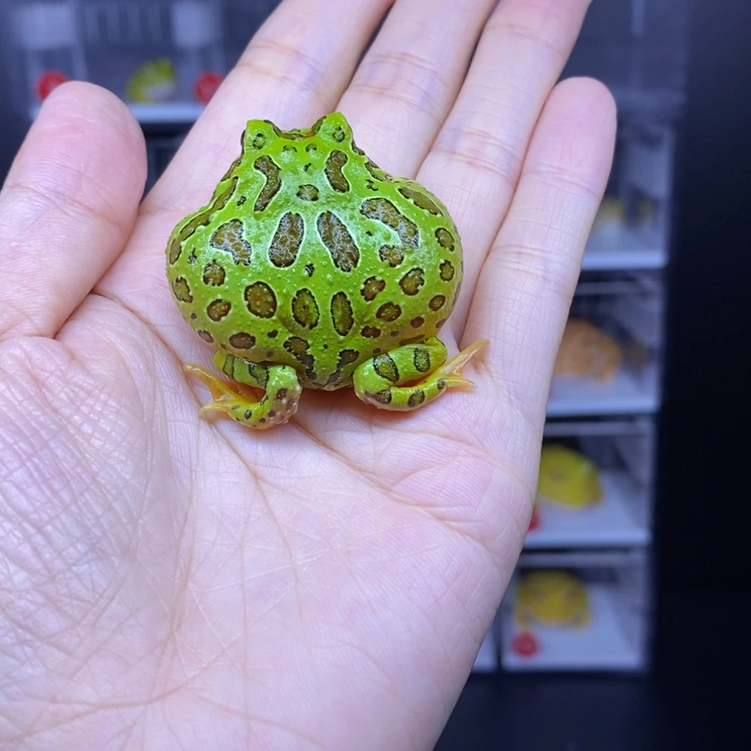 角蛙微瑕绿钟不退不换