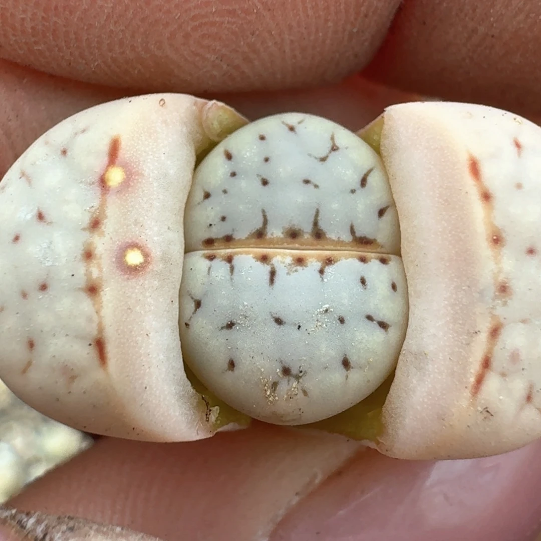 60一颗000000000000000