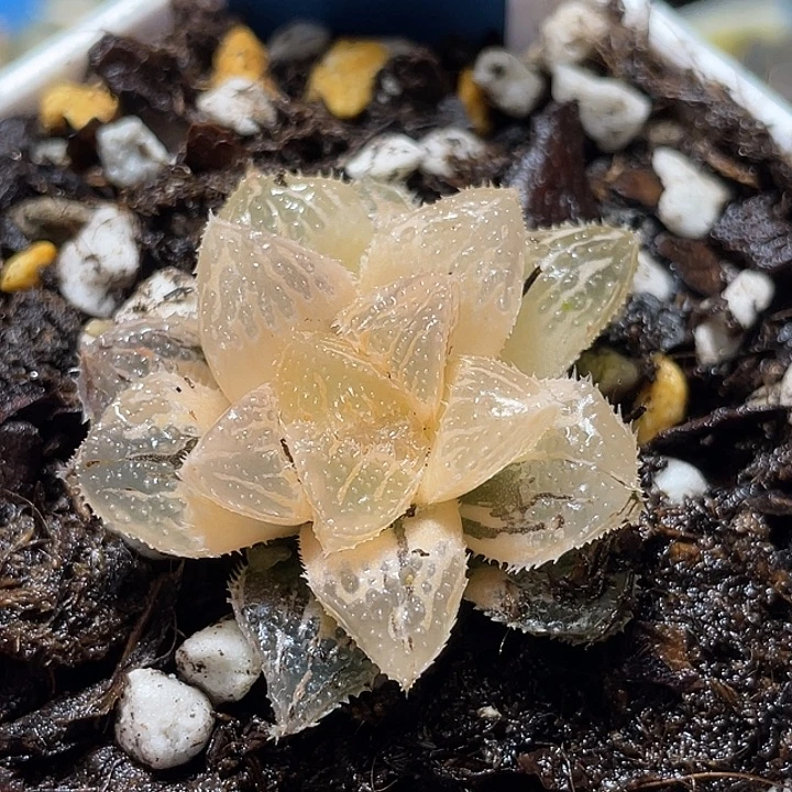 687糊斑魔刺锦特选福利