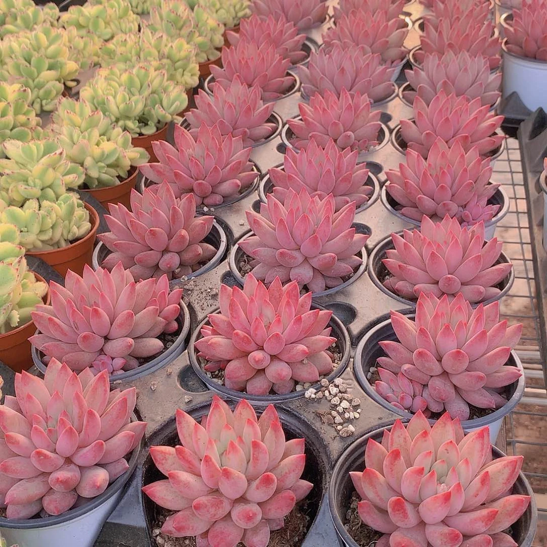 大单头虞美人846464964646466