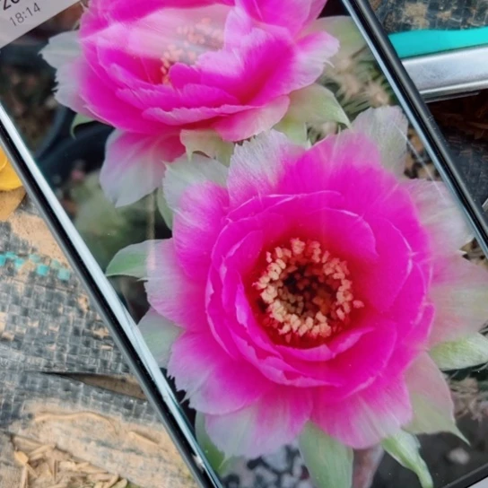 49丽花魅影歪无根侧芽2一3公分左右20包邮