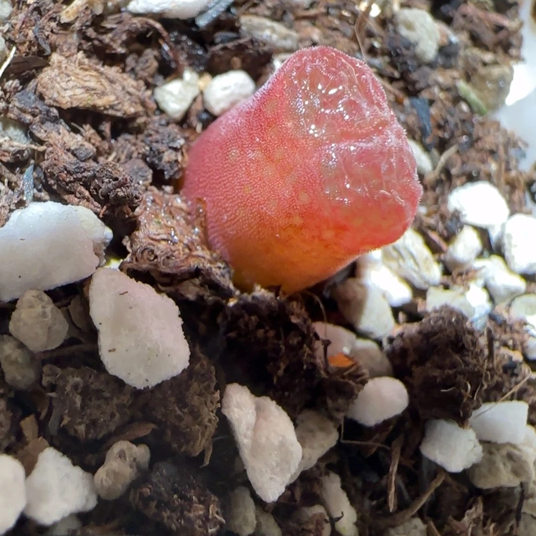 肉锥多肉植物百科-泰坦峡谷282