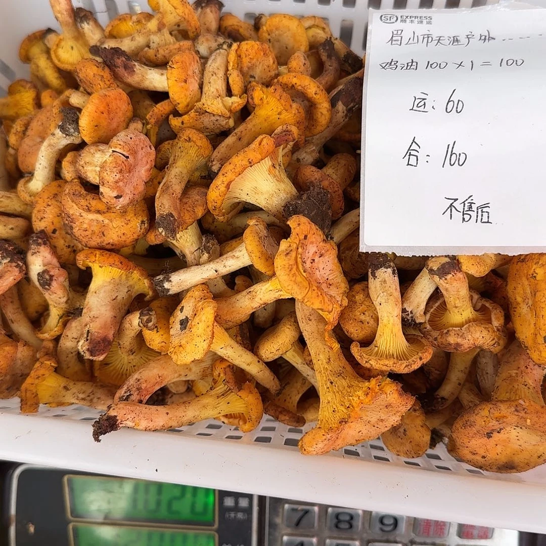 菌子中国大陆菌子