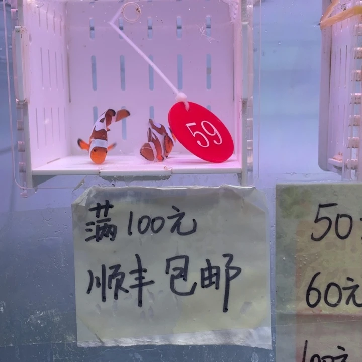 海水鱼精品达芬奇2条4-5