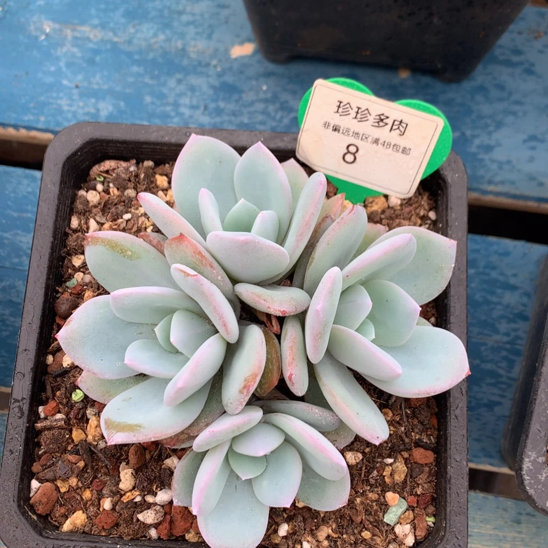 韩版奶茶无砍平头08