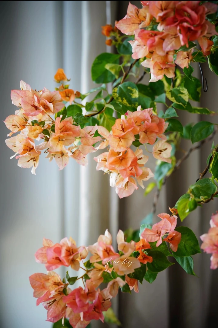 【橙九月袋苗】三角梅包对版