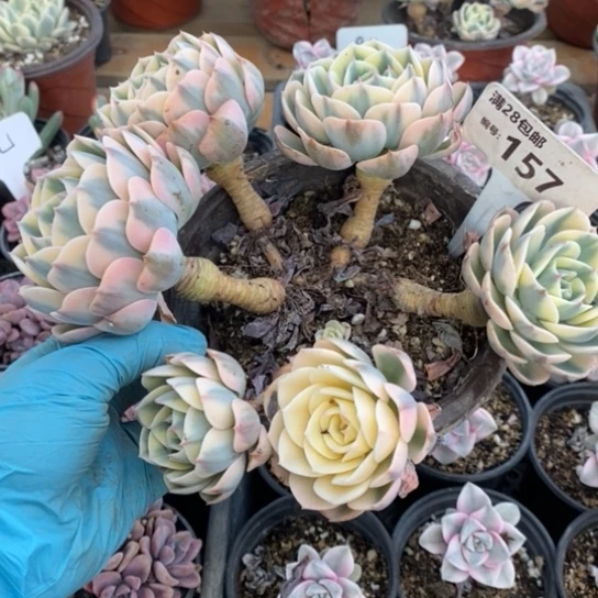 157一一一一一一一一一