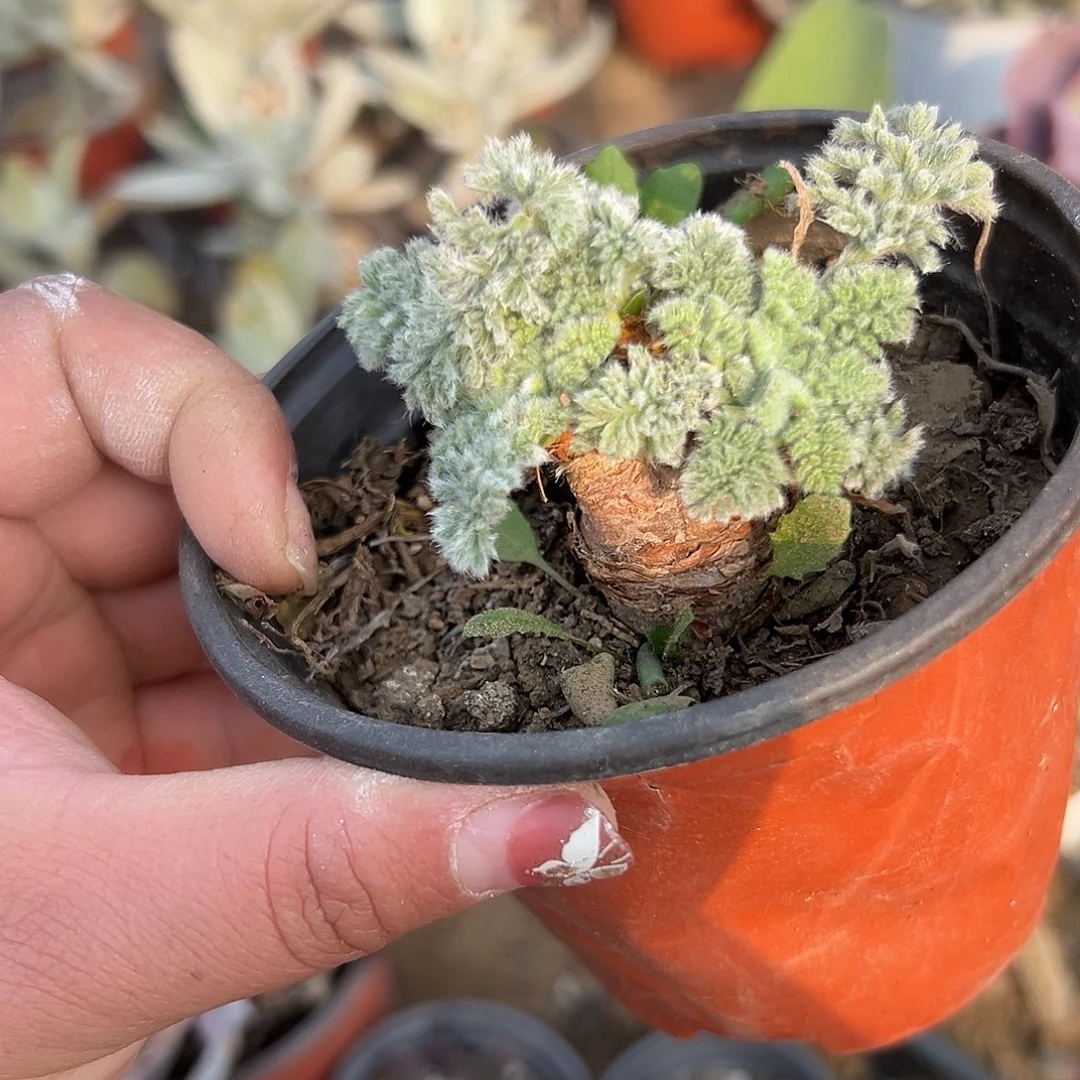 多肉植物雨衣洋葵