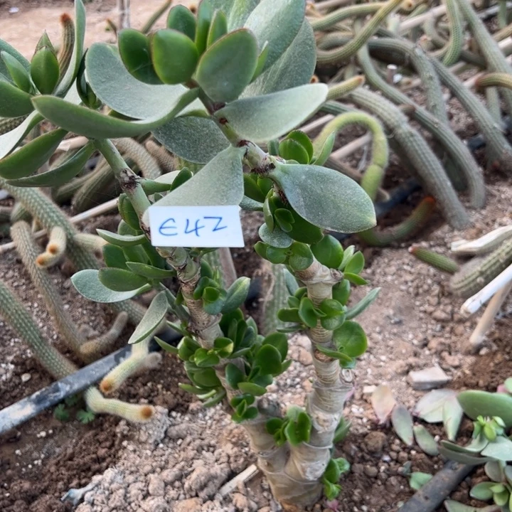 9***媛E42玉树一颗25/////////